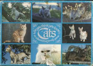 So You Think You Know Cats